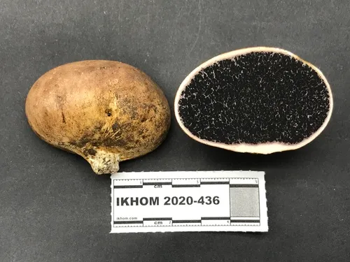 Scleroderma arenicola
