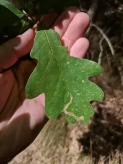 Cameraria tubiferella thumbnail 1