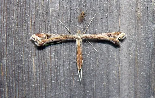 Lousewort Plume Moth