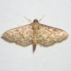 Bold-feathered Grass Moth thumbnail 3