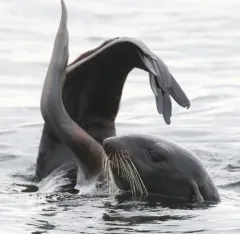 Northern Fur Seal thumbnail 3