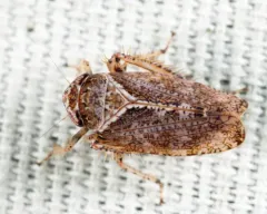 Texananus decorus thumbnail 3
