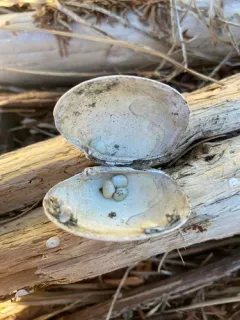 Smooth Kelly Clam thumbnail 2