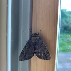 Darling Underwing thumbnail 4