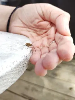 Pecan weevil thumbnail 4