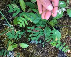 Robbins' Milkvetch thumbnail 3