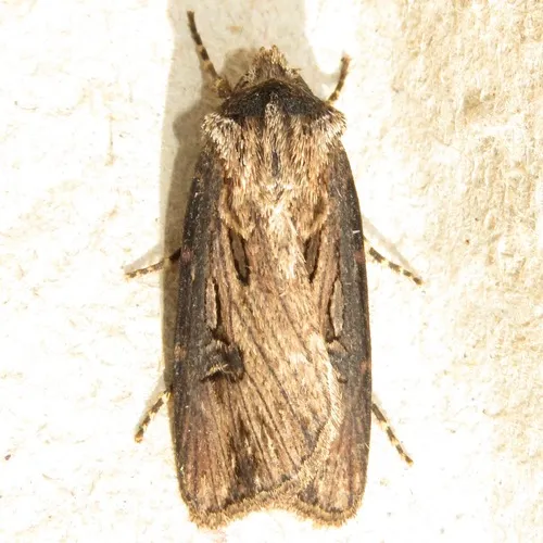 Venerable Dart