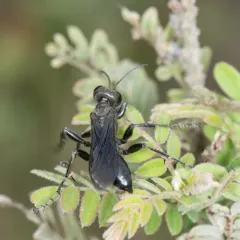 Prionyx atratus thumbnail 3