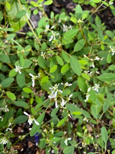 Grassleaf Spurge