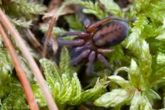 Callobius nomeus thumbnail 2