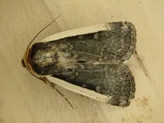 Pale-edged Dart thumbnail 3