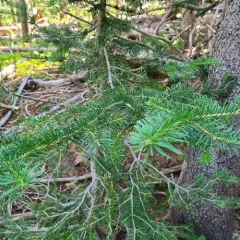 subalpine fir thumbnail 4