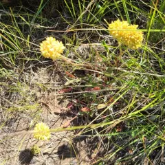 alpine golden buckwheat thumbnail 4