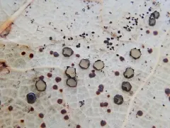 Coccomyces coronatus thumbnail 2