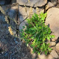 roundleaf alumroot thumbnail 4