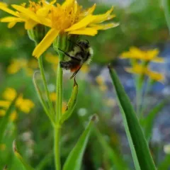 Forest Bumble Bee thumbnail 3