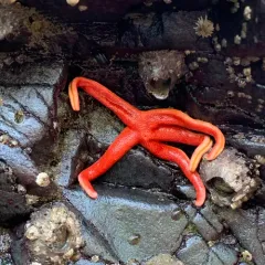 Pacific Blood Star thumbnail 2