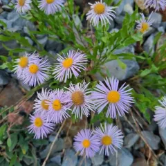 aspen fleabane thumbnail 2