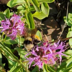 White-shouldered Bumble Bee thumbnail 2