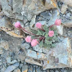 Hoary Pincushion thumbnail 4