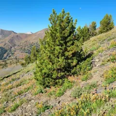 Whitebark Pine thumbnail 2