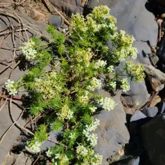 Nuttall's Linanthus thumbnail 3