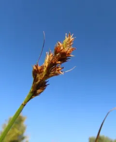 green-sheathed sedge thumbnail 3