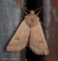 Yellow Dart thumbnail 3