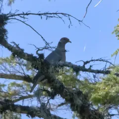 Band-tailed Pigeon thumbnail 2