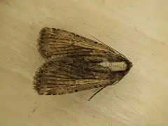 Abagrotis nanalis thumbnail 3