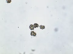 Thelephora anthocephala thumbnail 1