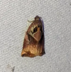 Large Fruit-tree Tortrix thumbnail 2
