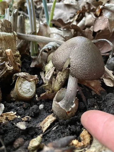Volvariella terrea