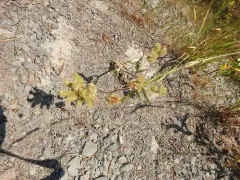 Changeable phacelia thumbnail 3