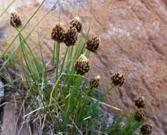 Engelmann's Sedge thumbnail 2