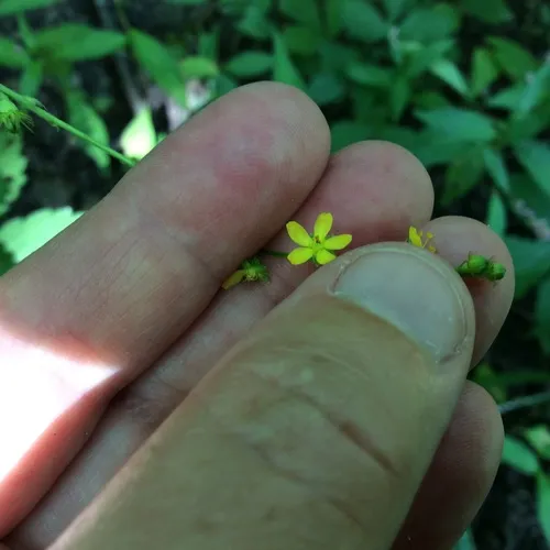downy agrimony
