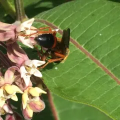 Great Golden Digger Wasp thumbnail 3