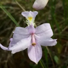 Tuberous Grasspink thumbnail 3