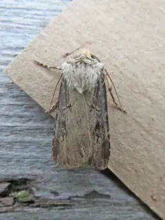 Spotted Dart thumbnail 3