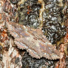 Lunate Zale Moth thumbnail 3