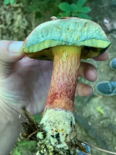 Whitey's Bolete thumbnail 1