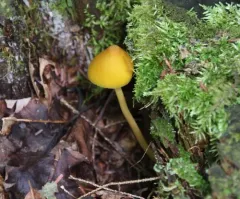Entoloma luteum thumbnail 4