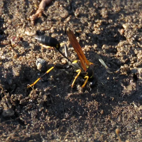 Yellow-legged Mud-dauber Wasp