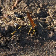 Yellow-legged Mud-dauber Wasp thumbnail 1