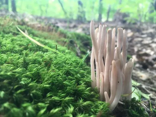 Clavaria rubicundula
