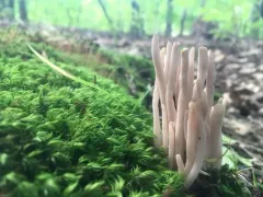 Clavaria rubicundula thumbnail 1