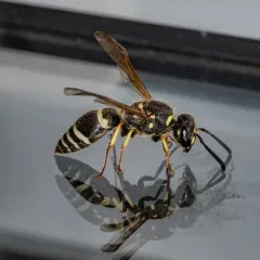 White-banded Potter Wasp thumbnail 2