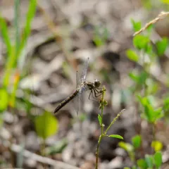 Black Meadowhawk thumbnail 4