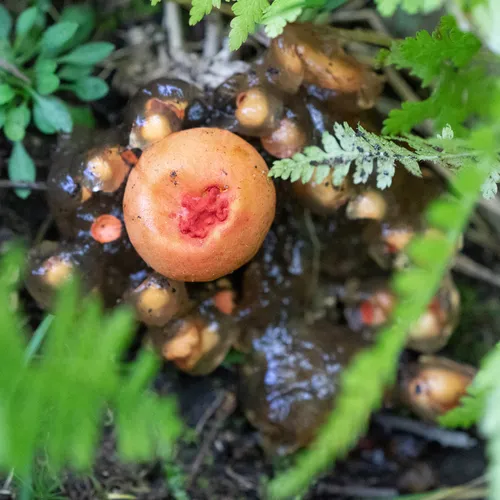 stalked puffball-in-aspic