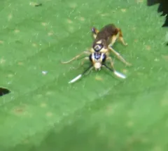 Macrophya varia thumbnail 4